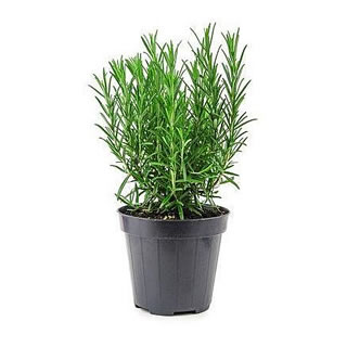 Pianta di ROSMARINO in vaso da 14cm