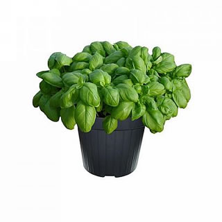 Pianta di BASILICO in vaso da 14cm