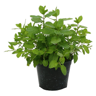 Pianta di MENTA in vaso da 14cm