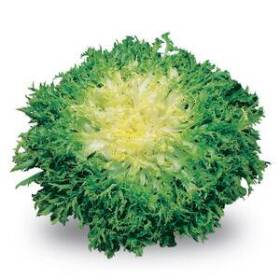 Indivia riccia gr 250