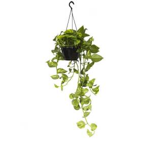 Pothos basket in vaso da 19 cm