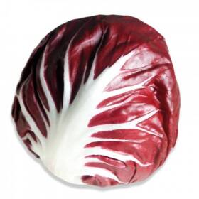 Radicchio tondo