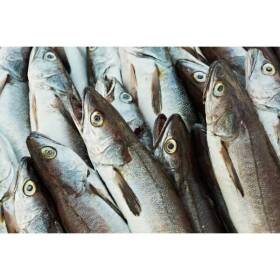 Merluzzo fresco paranza