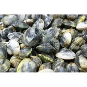 Vongole