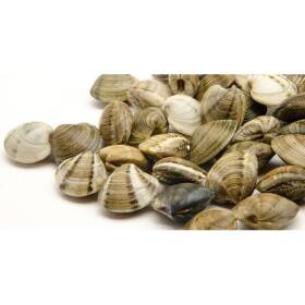 Vongole lupini