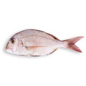 Pagro 400/600 allevato grecia