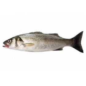 Spigole 400/700gr allevamento orbetello