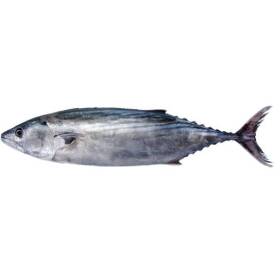 Tonno palamita