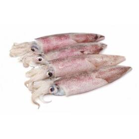 Calamaro 100/300gr estero