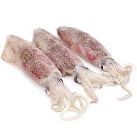 Calamaro 300/500gr estero