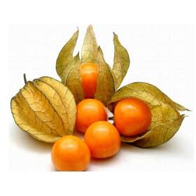 Physalis alchechengi gr 10