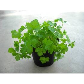 Pianta di prezzemolo in vaso