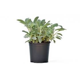 Pianta di salvia in vaso