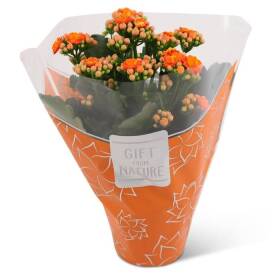 Carriflor kalanchoe pianta del sorriso colori assortiti in vaso da 11cm