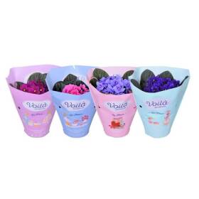 Saintpaulia viola africana in vaso da 12 cm, colori assortiti